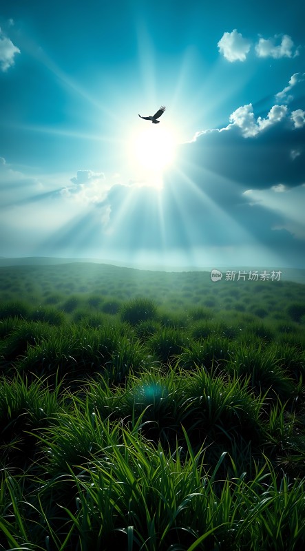 阳光下的自由飞翔