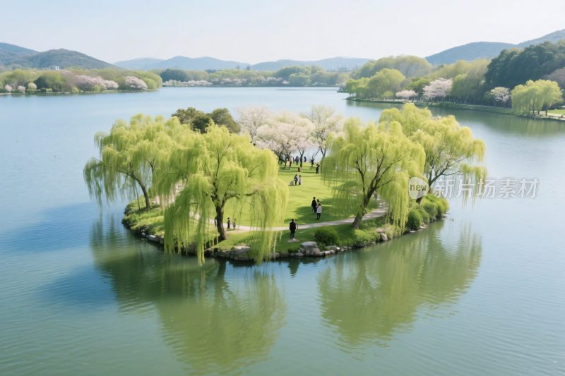 湖心岛柳树风光