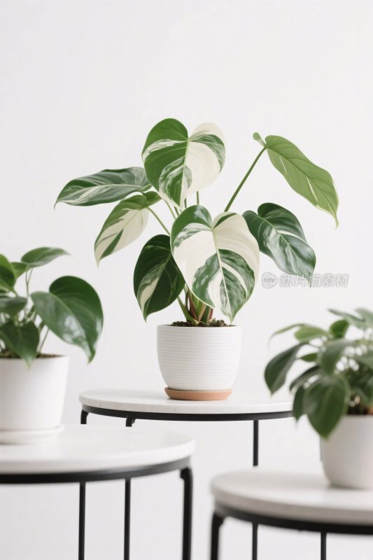 室内植物盆栽布置