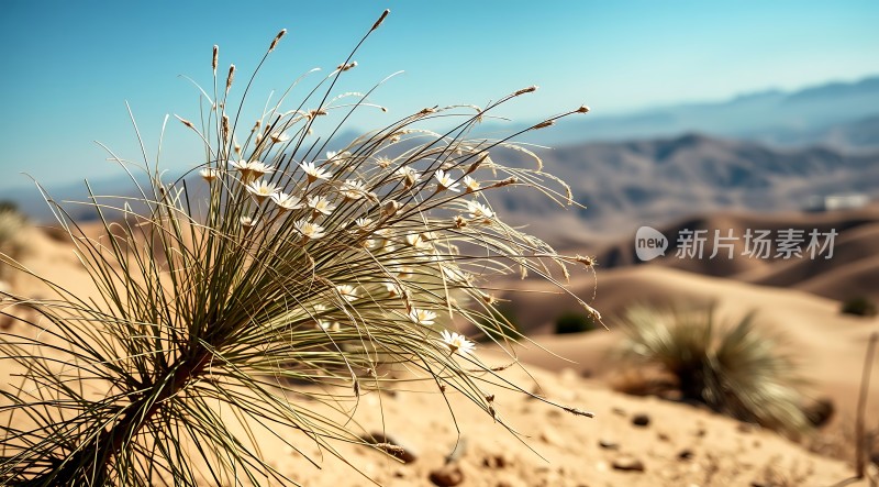沙漠中的坚韧生命