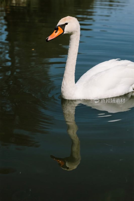 天鹅游水图