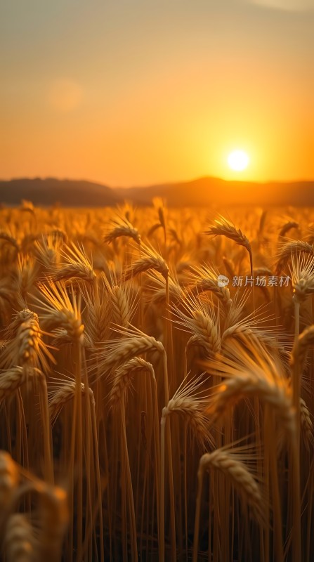 金色麦浪映夕阳
