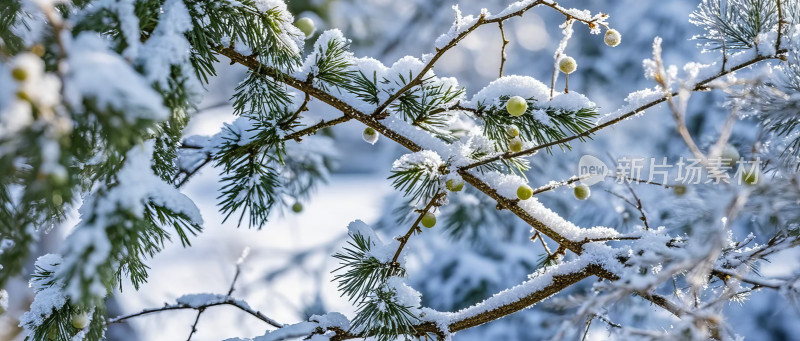 冬季雪景松树冰雪自然风光图