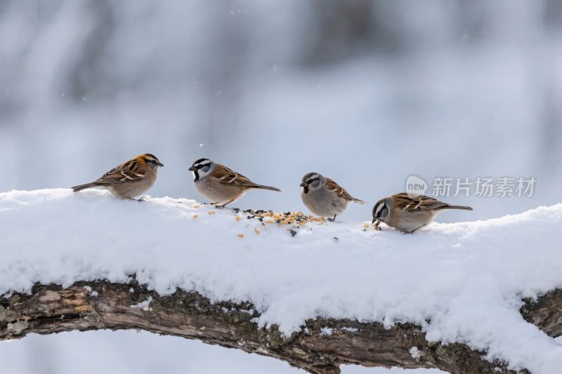 雪地小鸟栖息画面