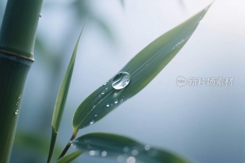 竹叶晨露摄影