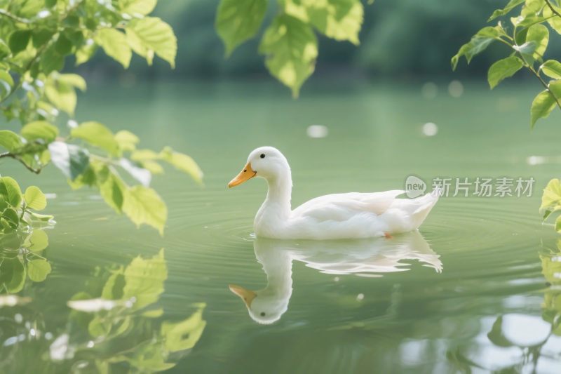 白鸭游弋绿水面
