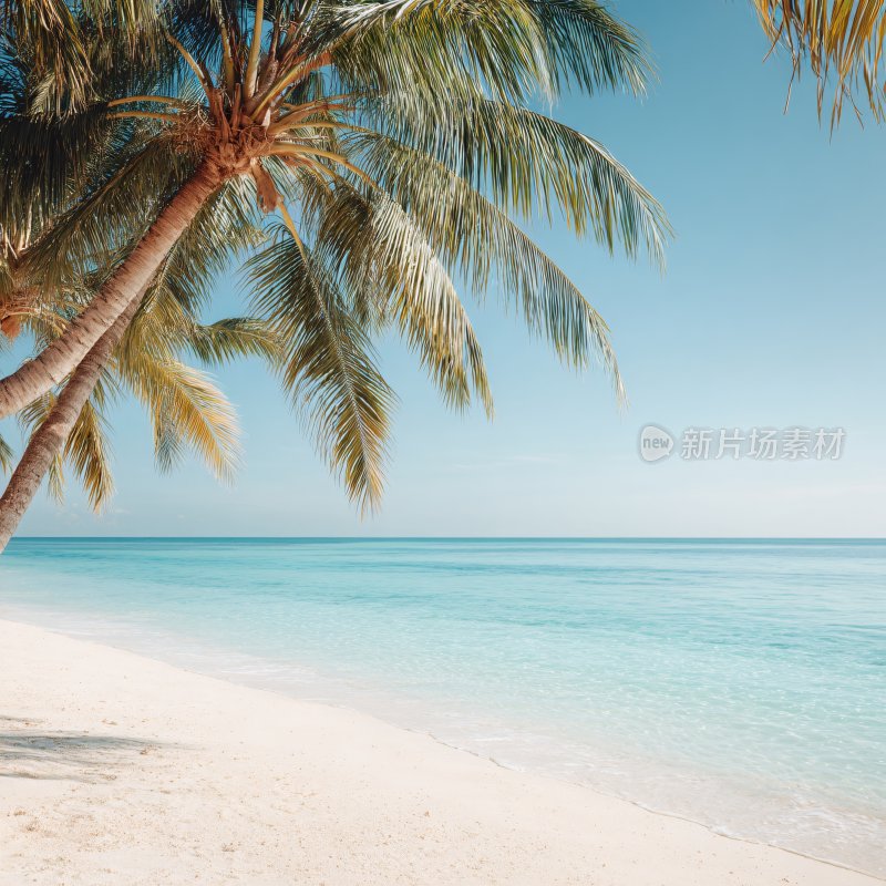 夏日海滩棕榈树美景