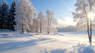 冬天小清新森林雪景唯美小清新壁纸