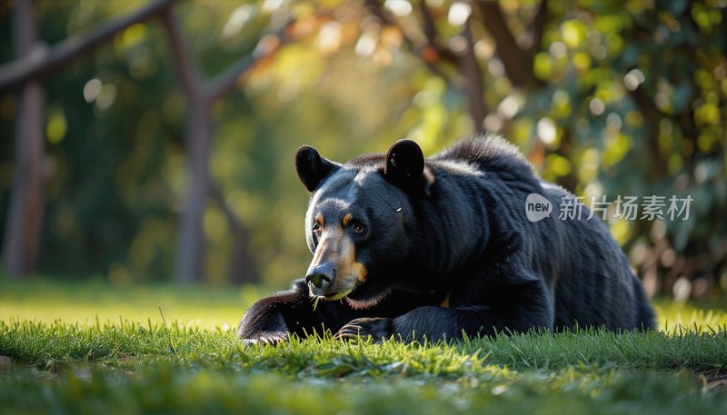 黑熊悠闲草坪
