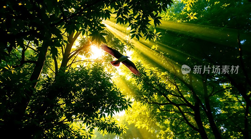 阳光下的森林与飞翔的鸟儿
