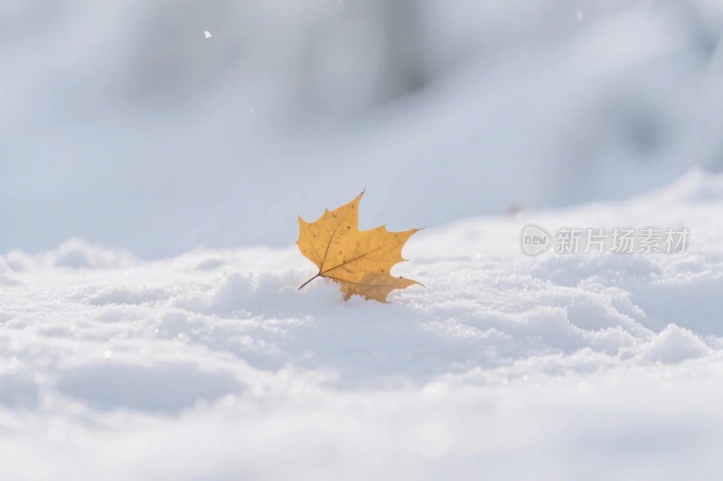 雪地上的枫叶