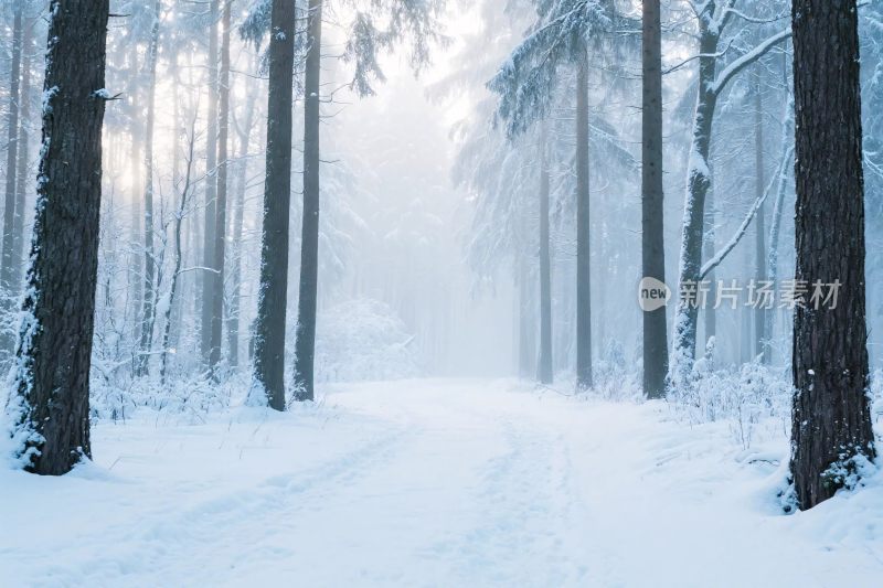 雪林冬日雪景