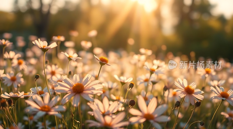 阳光下的白色小花