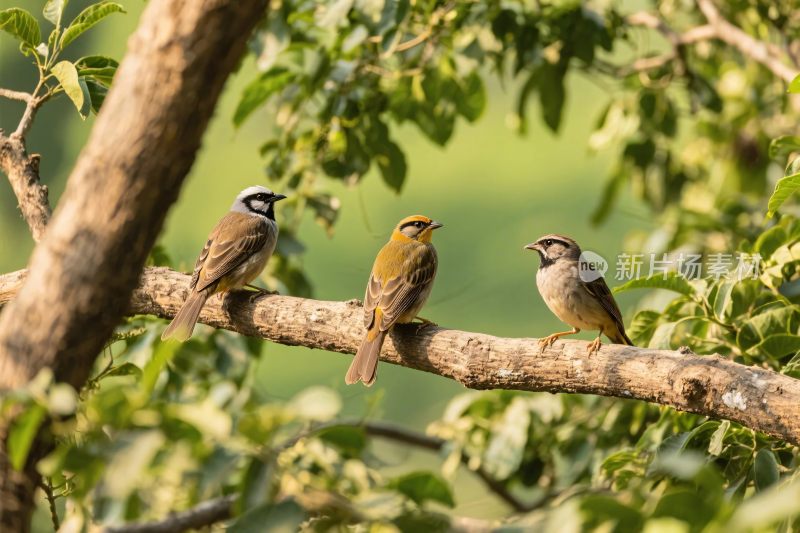 三只小鸟栖于树枝