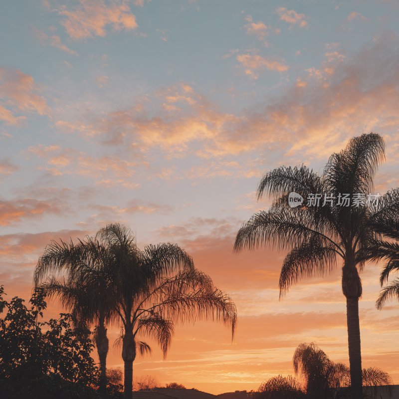 夕阳下的棕榈树美景