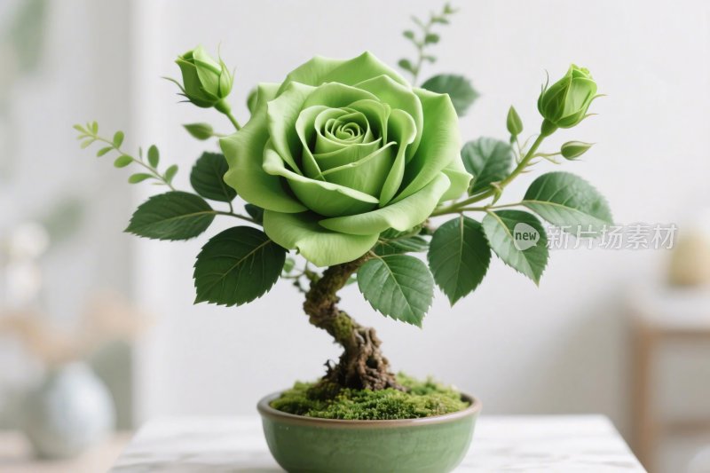 绿色盆栽玫瑰艺术
