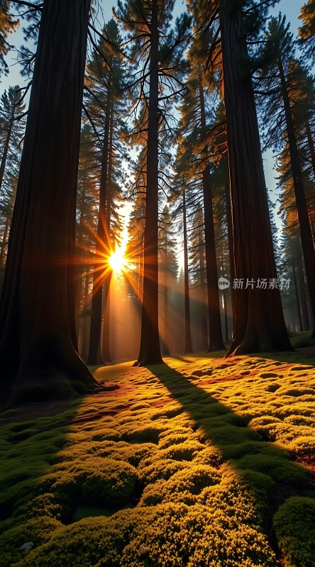 阳光下的森林秘境