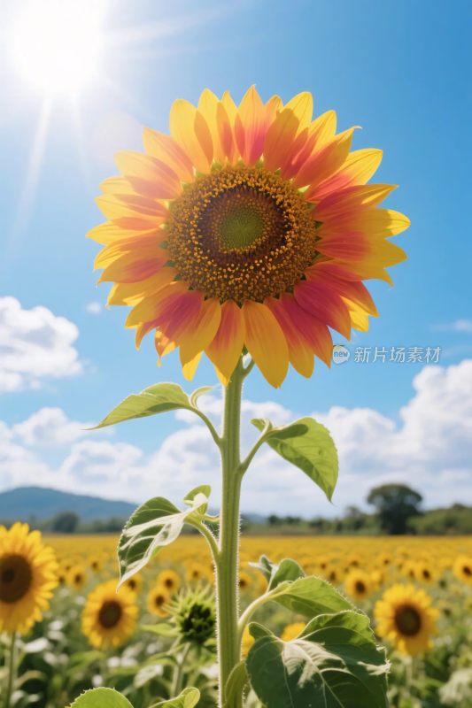 向日葵田园风光