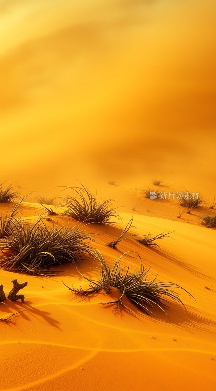 金色沙丘上的坚韧生命