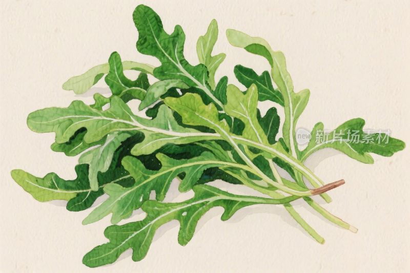 绿叶蔬菜插画
