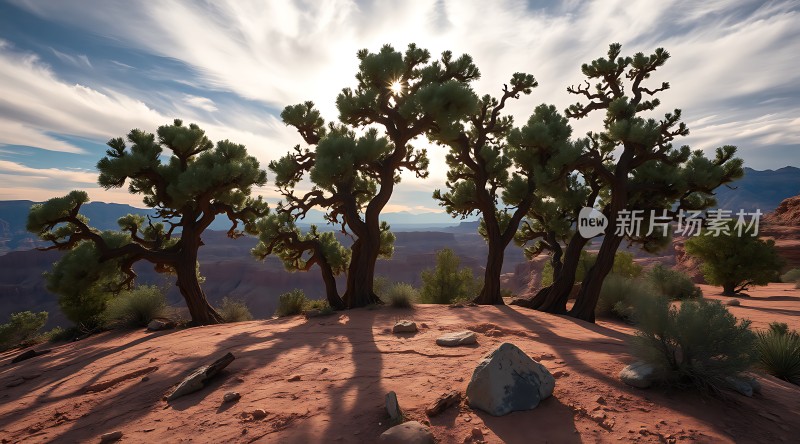 沙漠绿洲下的坚韧生命