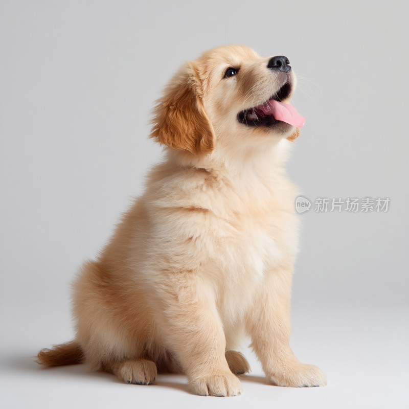 可爱金毛幼犬萌态写真