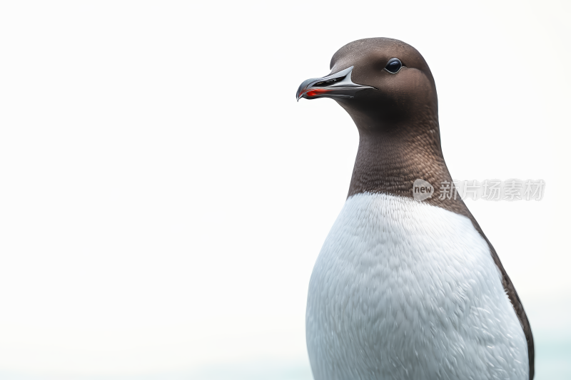 海鸠特写乌利亚海鸠图片