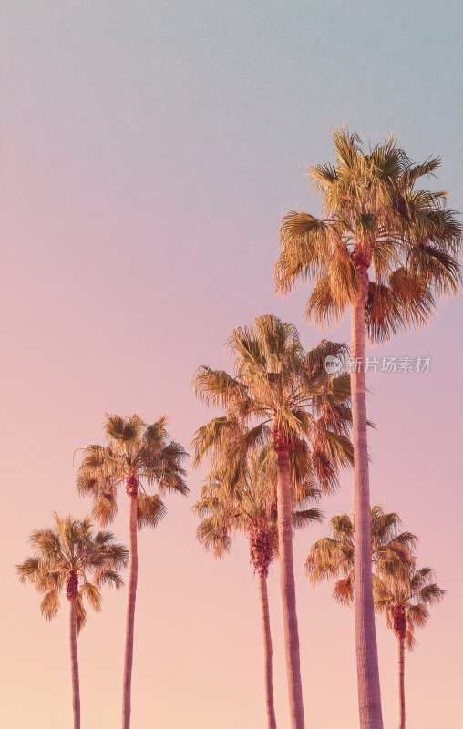 夕阳下的棕榈树美景