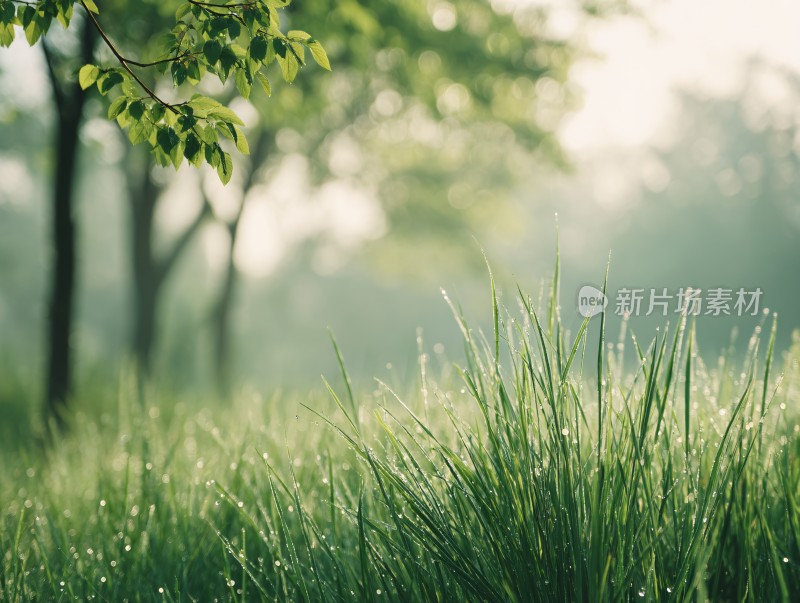晨雾中的草地与树木