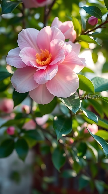 粉红花朵绽放绿叶间阳光下的美丽瞬间
