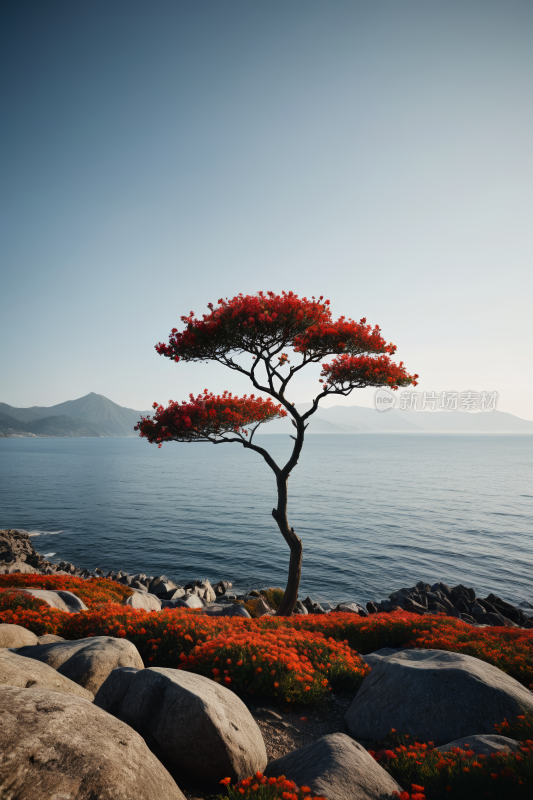 岩石海岸上一棵孤树一座高山清风景图片