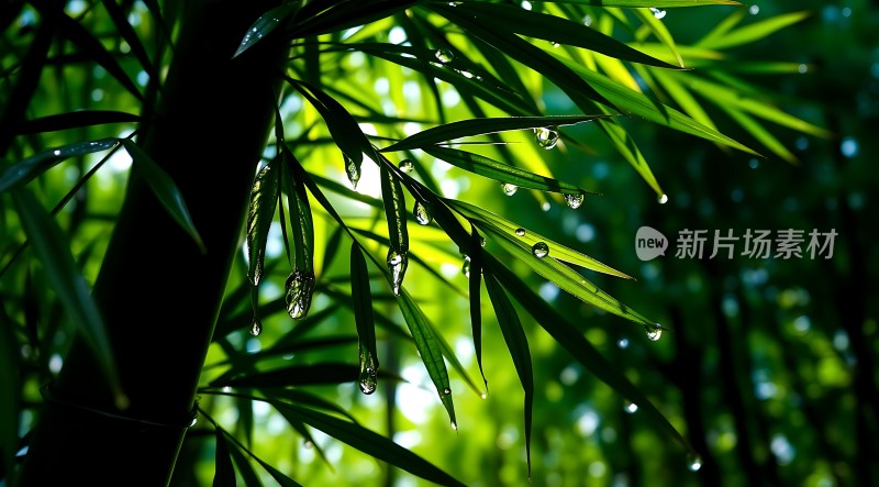 雨后竹叶上的露珠