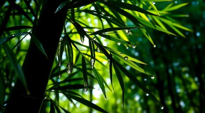雨后竹叶上的露珠 雨后竹叶上的露珠
