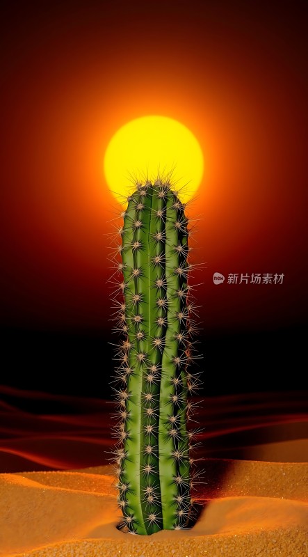 沙漠中的坚韧生命