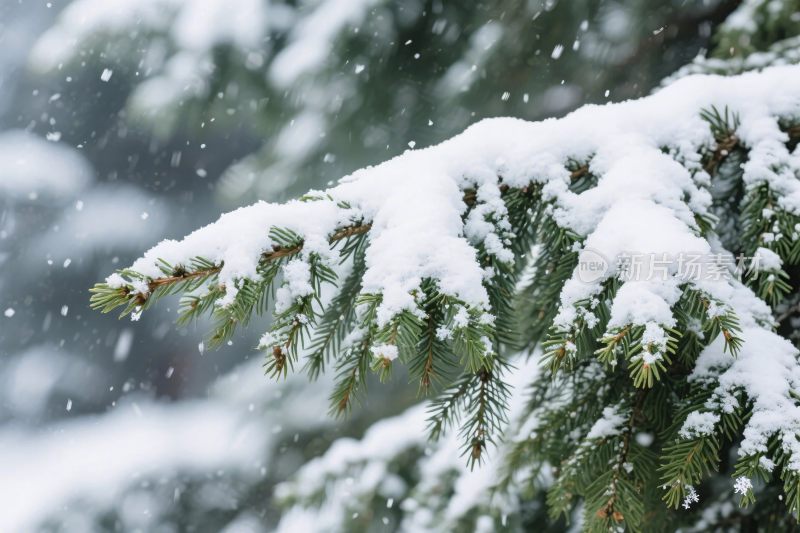 雪中松枝雪景