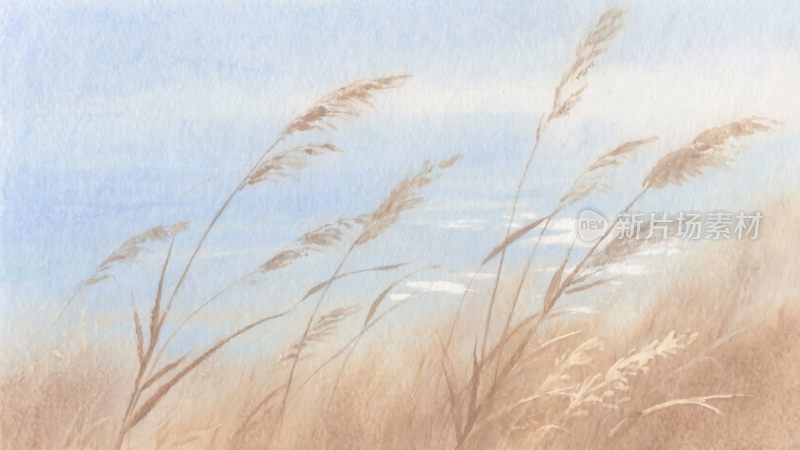 海边摇曳的芦苇插画