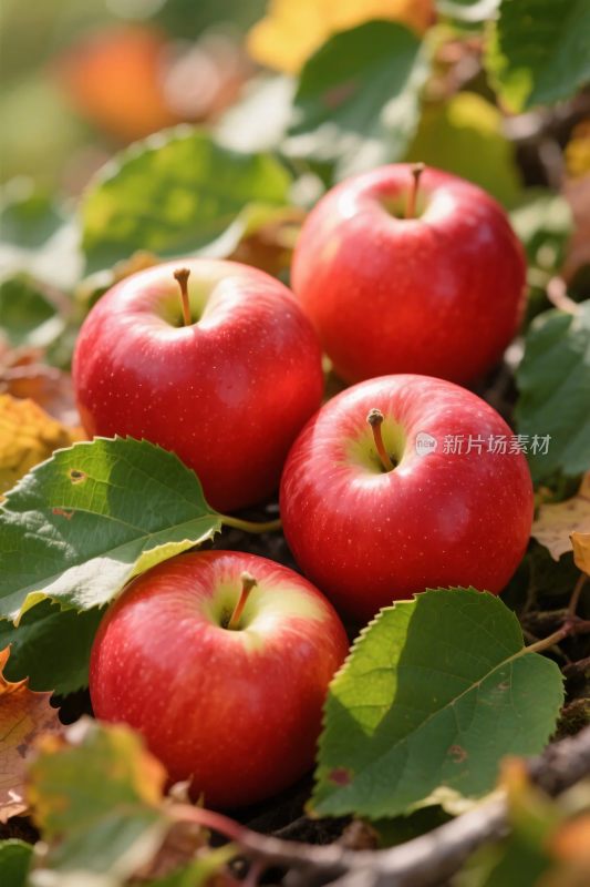 红苹果与绿叶静物