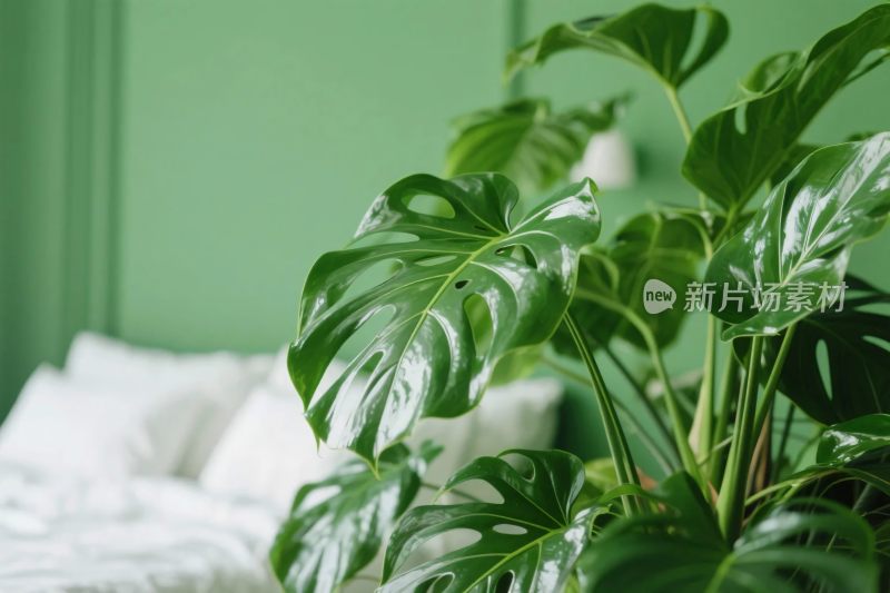 室内绿植与床布置