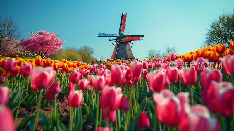风车花海春意盎然