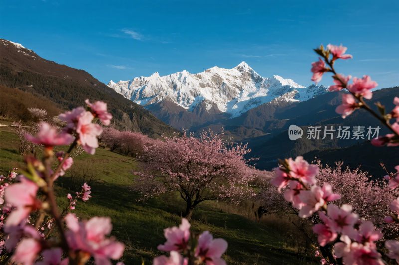 雪山桃花春景图