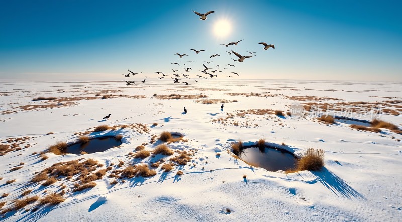 雪地上的飞翔与静谧