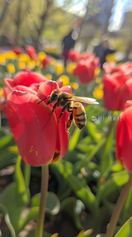 阳光下的蜜蜂与红郁金香
