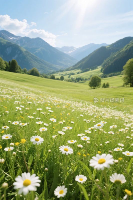 草地雏菊风景图