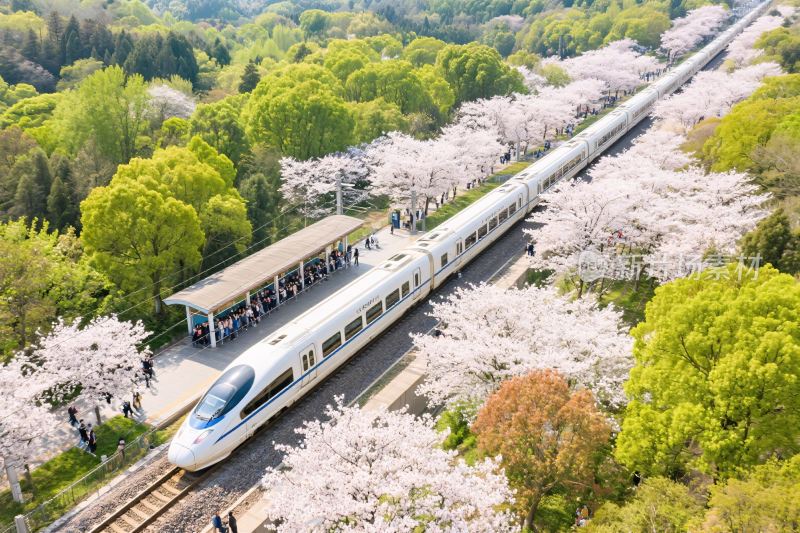樱花列车风景
