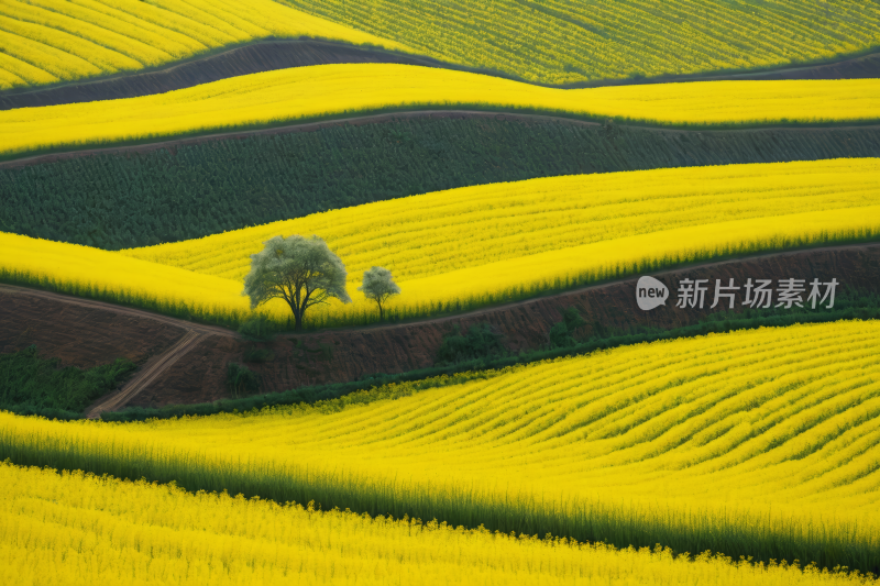 黄花田孤树在中间高清风景图片