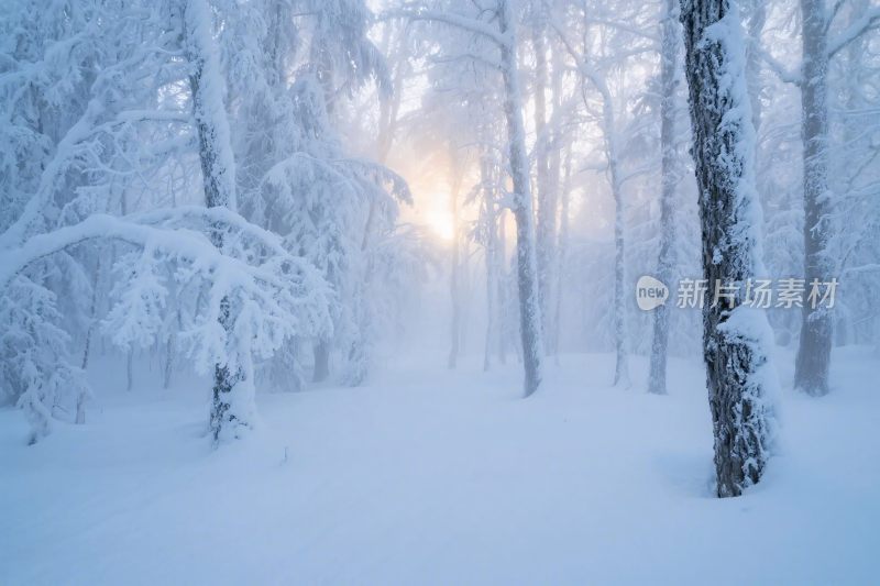 冬日雪林雪景