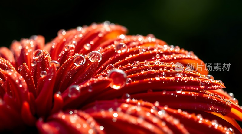 晨露轻吻红花瓣
