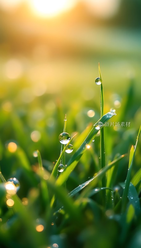 晨露轻吻绿草地