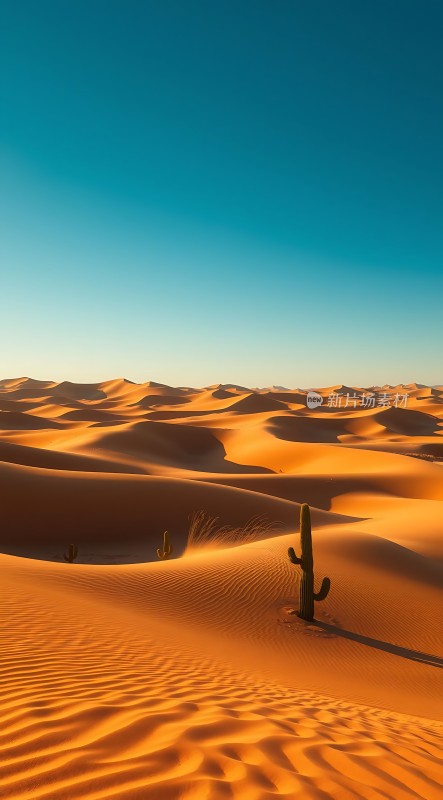 金色沙丘下的坚韧生命