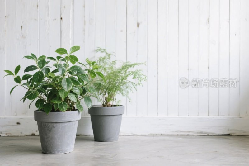 室内绿植花盆场景